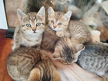 Мышыктар: Котята, тигровые табби - Возраст: примерно 1,5–2 месяца (по размеру и — 4