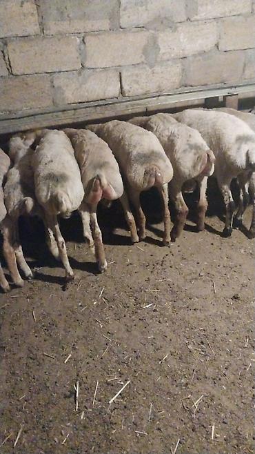 Dişi, il: 7, 16 kq, Ətlik, Ödənişli çatdırılma