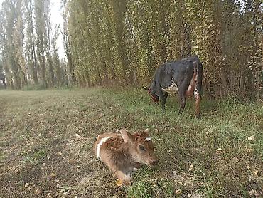 коровы телки герефорд: Продаю | Корова (самка) | Для молока | После отела — 4