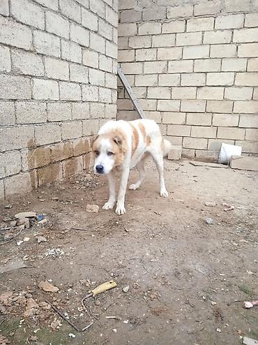 İtlər: Qurdbasar — 12