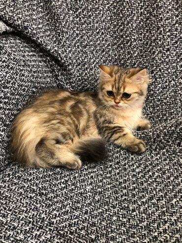 Pişiklər: Britan, Ünvandan götürmə -da lalafo.az — 3 Pişiklər: Britan, Ünvandan götürmə — 3