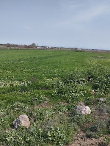 Torpaq sahələrinin satışı: 200 sot, Kənd təsərrüfatı, Mülkiyyətçi, Kupça (Çıxarış)