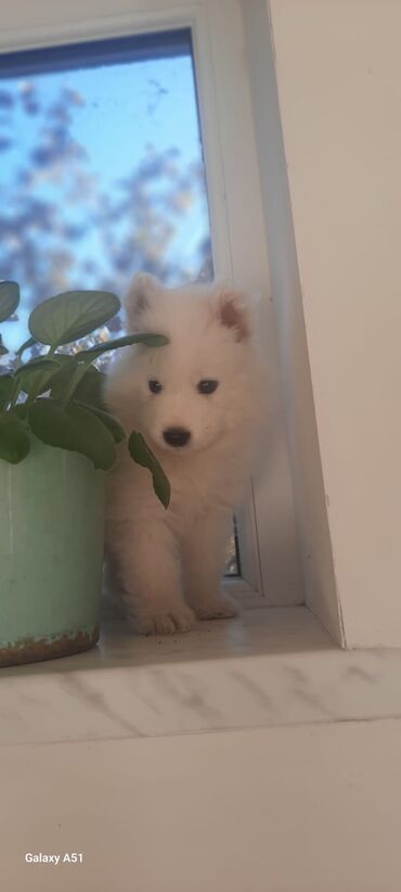 шотландский вислоухий котенок: Samoyed, Erkek, Peyvəndli, Ünvandan götürmə, Ödənişli çatdırılma
