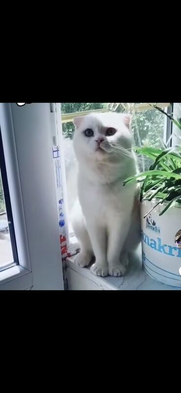 отдам щенка в добрые руки: Şotland, Erkək, Cütləşmə üçün, Ödənişli çatdırılma