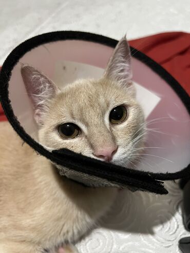 Отдам даром кошку: Кошка даром: Беспородная, 11 месяцев, Мальчик, Кастрирована, Приучена к лотку, Проглистована — 6