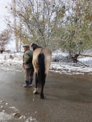 дома для кошек: Продаю | Жеребец | Кара Жорго | Рабочий | Осеменитель