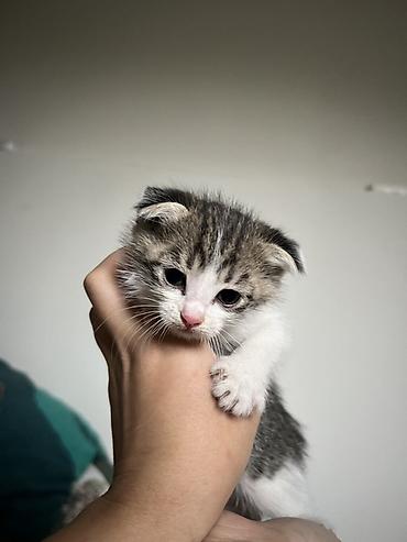 Продажа кошек: Котята, помет от вислоухой кошки (на фото мама — шотландского типа) — 1