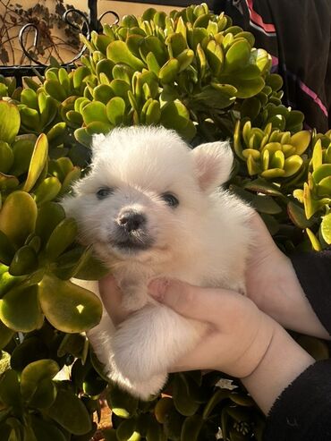 İtlər: Şpitz — 6