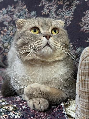 Кошки: Шотландская вислоухая, Самец, В добрые руки — 6
