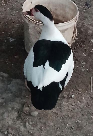 inək satışı: Bilək Hart satlır bu cinsi tanmıyanlar boş boşuna narahat — 3