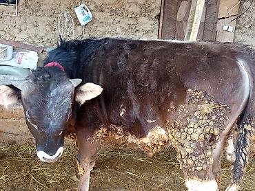 Коровы, быки: Продаю | Бык (самец) | На откорм | Привязанные — 3
