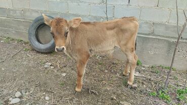 Коровы, быки: Продается бычок 2месяца порода чуйский алатоо цена 25000тс адрес в