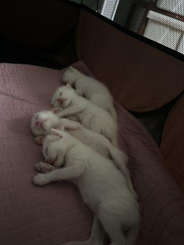 котята сибирской кошки купить: Белоснежные котята с короткой шерстью и ярко‑голубыми глазами. Ушки — 7