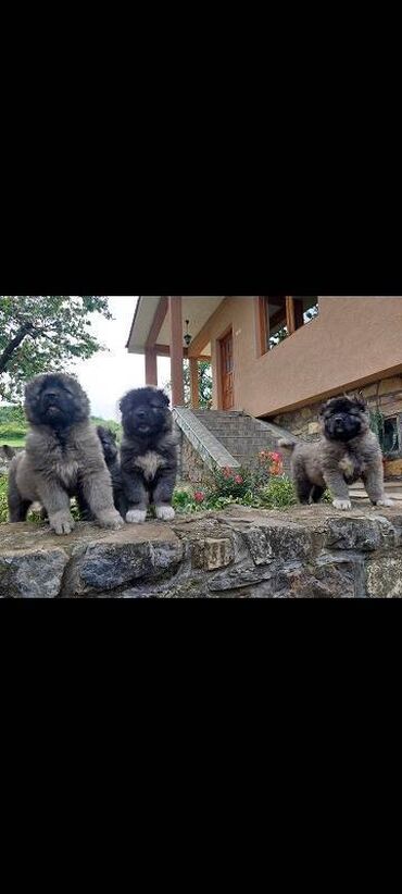 Psi: Kavkaski ovcari, štenci na prodaju stari 2 meseca slobodni za na lalafo.rs — 7 Psi: Kavkaski ovcari, štenci na prodaju stari 2 meseca slobodni za — 7