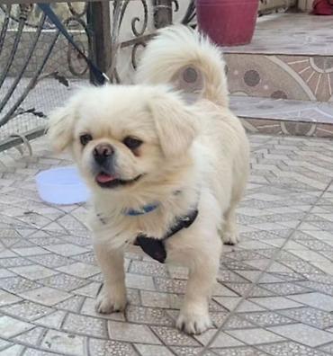 Pekines lalafo.az -da Pekines