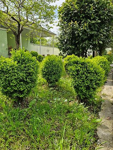 agac satisi baki: Buxus (şimşir) dekorativ kolları – formal heykəllər və canlı hasarlar — 4