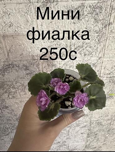 фиалки стартеры: Продаю комнатные растения — 1