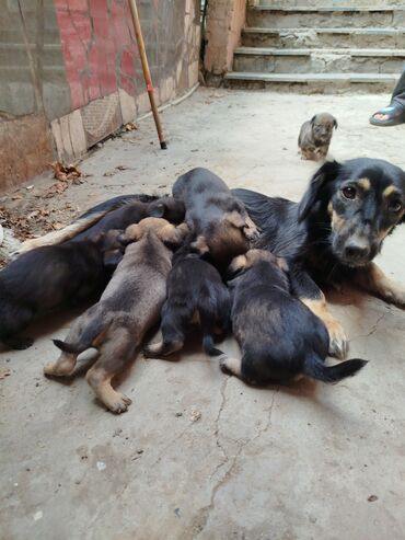 Кошки: Звонок, 1 месяц, Самец