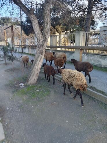 Qoyunlar, qoçlar: Qoyun sürüsü – yerli ətlik/yunlu istiqamət - Şəkillərdə müxtəlif — 2