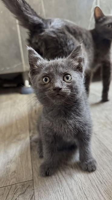 Бесплатно!! Котята, домашние, приучены к лотку. - Окрас: два at lalafo.kg Бесплатно!! Котята, домашние, приучены к лотку. - Окрас: два