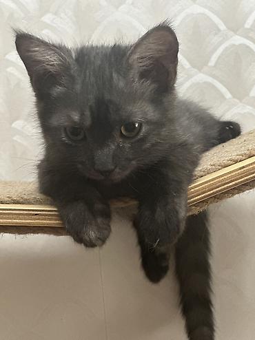 Кошки: Котенок 3 месяца девочка привита приучена к лотку обработана от — 7