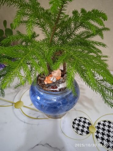 среди тысячи слов: Пусть праздник начнётся дома! 🎄 Норвежская ёлка в горшке — 2500 сом