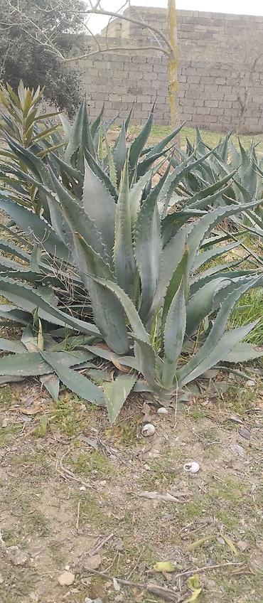 roza: Agava americana ‘Variegata’ – dekorativ sukulent boyu 1m 20 santi — 4
