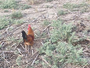 ev quşları haqqında qısa məlumat: Toyuq, Damazlıq — 7