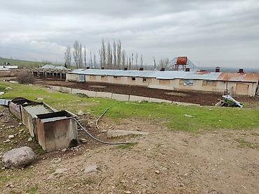 Товары и оборудование для с/х животных: Нужен скотник и доярка — 3