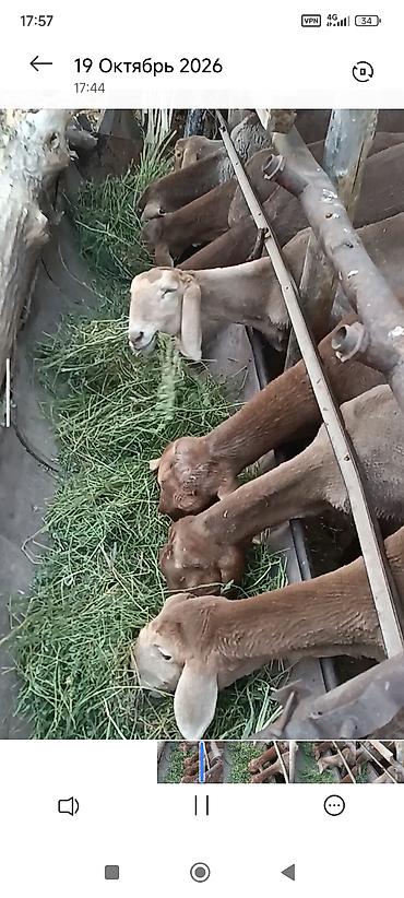 кора купить: Продаю | Ягненок — 5