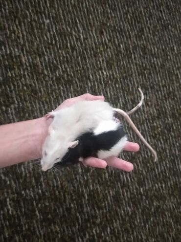 Крысы: Предлагаются к продаже очаровательные маленькие крысята различных — 5