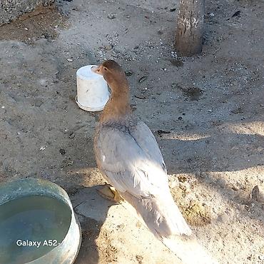 meinkun kedi fiyatları: 3 ədəd Lavanda 1 ədəd Fındığı 1 ədəd Macar cəmi 5 ədəd ördəydi 1 — 5