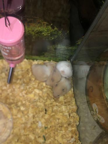 cucə yuvası: Hamster balaları – kiçik dekorativ gəmiricilər - Növ: cüce/dwarf — 3