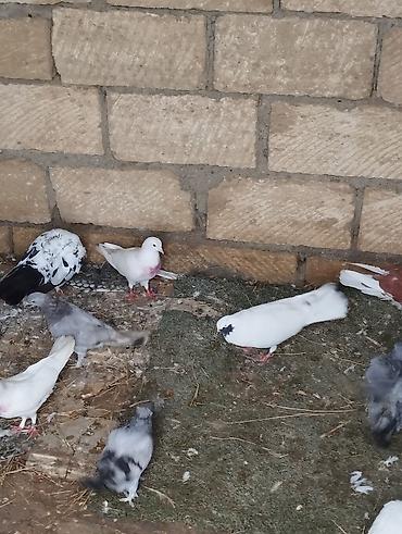 goyercinlər: Salam Sabahınız Xeyir Quwbazlar Necesuz nenursuz Demeli Çil.Qedimi — 8