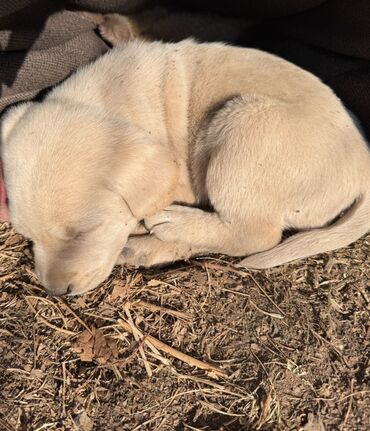 Продажа собак: Щенки светлого окраса лабрадоров/ретриверов 4 мальчика, 3 девочки У — 11