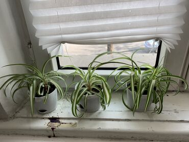 куда продать биогумус: Комнатные цветы: кактусы и хлорофитумы Кактусы 150 сомов за шт