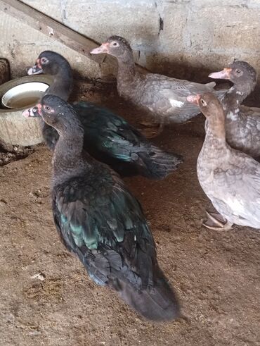 Digər heyvanlar: Salam şəkildə gördüyüvüz heyvanlar satılır 5 dənədi 2 erkək 3 dişidi — 6