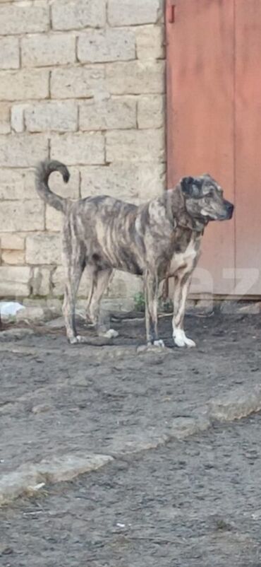 itler pudel: Qurdbasar, 2 il, Erkek, Peyvəndli, Ödənişli çatdırılma
