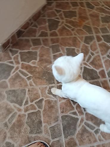 Pişiklər: Dişi, Yaxşı əllərə — 8