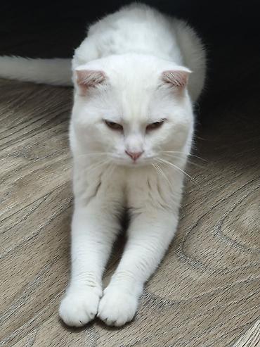 Кошки: Шотландская вислоухая — 2