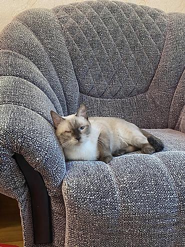 сиамская кошка цена: Кошка даром: Сиамская, 1 год, Мальчик, Кастрирована, Приучена к лотку, Проглистована — 1