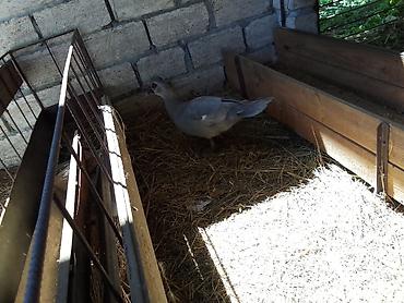 сколько стоит собака бу: Lavanda satılır xoruzdur sentyabr ayında olub təmiz Qandi qiyməti 100m — 2