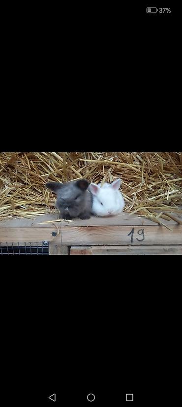 Dovşanlar: Cins dovsanlar. Qiymetler ferqlidir. Çevirerek baxa bilersiniz — 8