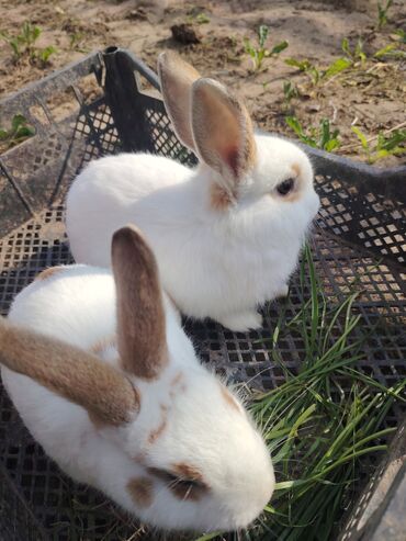 Dovşanlar: Ağ tüklü, qəhvəyi ləkəli dovşan - Yumşaq, sıx örtüklü ağ yun — 9