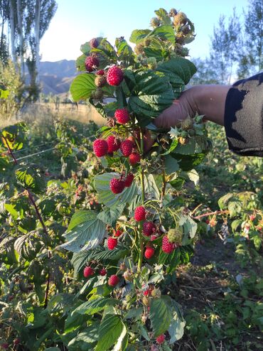 Малина: Малина Бесплатная доставка — 11