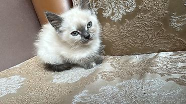 pişik ucuz: Şotland — 1
