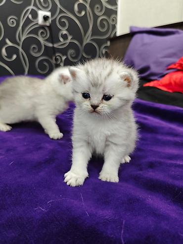 Продажа кошек: Открыта бронь на чистокровных шотландских малышей, родились — 11