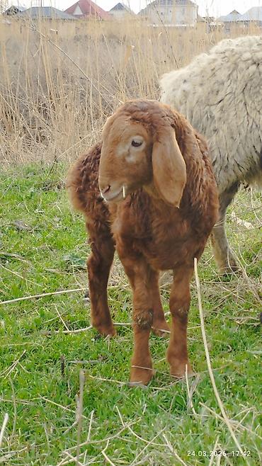 Баран, овца: Продаю | Ягненок | На забой — 10