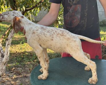 Psi: Na prodaju stenci engleskog setera. Stenci su iz vrhunskog legla na lalafo.rs — 6 Psi: Na prodaju stenci engleskog setera. Stenci su iz vrhunskog legla — 6