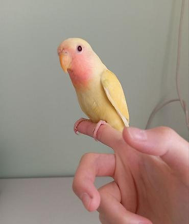 Tutuquşları: Sarı rəng nerazlucnik (lovebird) satılır.Dişidir.2 ay yarımlıqdır. Ələ — 3